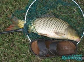 重庆爆料大鲤鱼视频最新,视频曝光引发社会关注