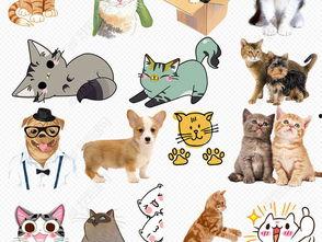 猫咪爆料合集下载安装最新版,解锁最新版安装指南全解析